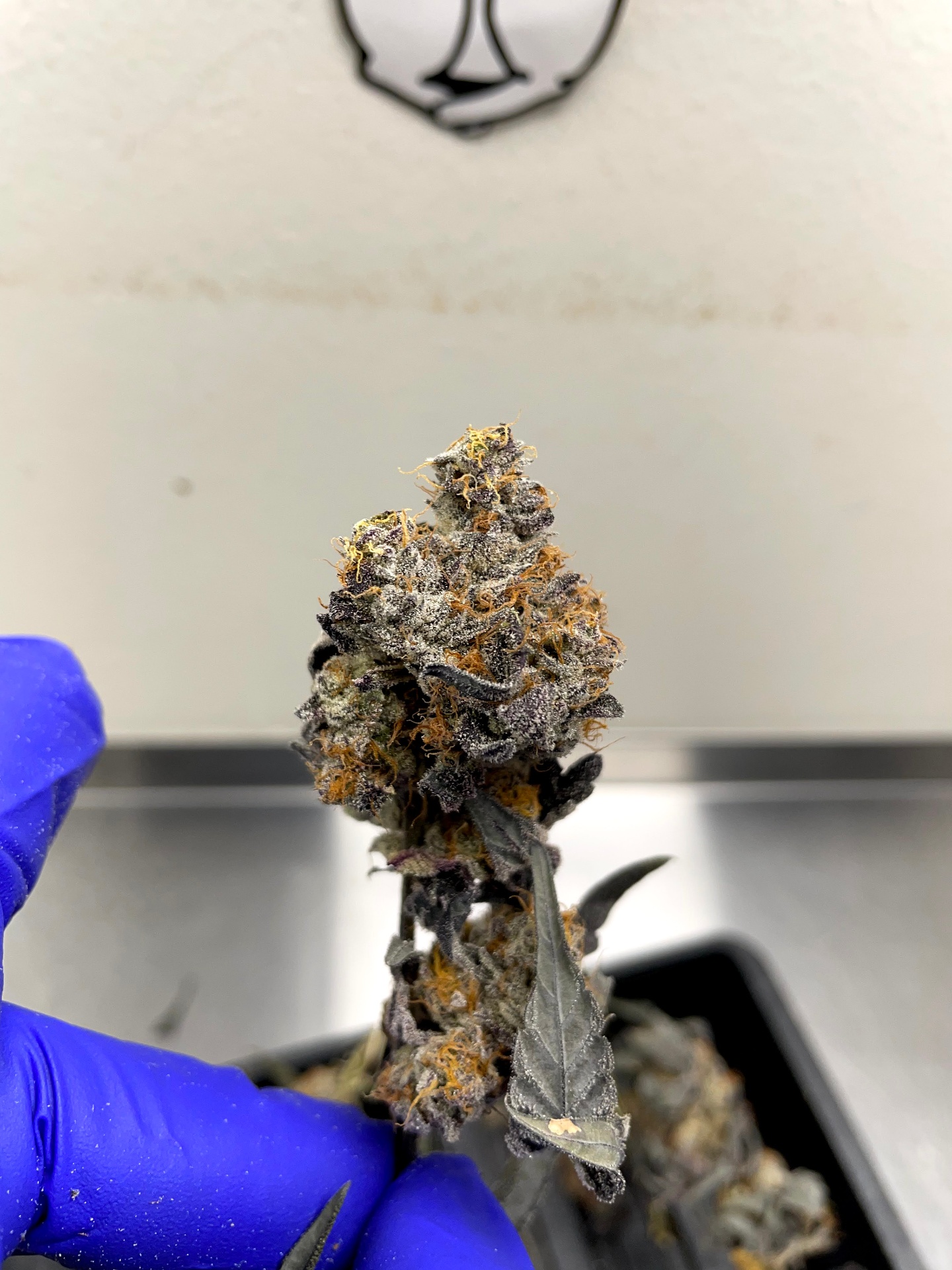 Quality inspection of trimmed cannabis flower